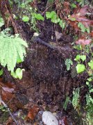 Waukeena Mult Falls 11.26.05 031 